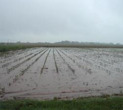 Closely resembling a rice paddy, this soggy cotton field near Chickasha, Oklahoma, on June 27 exemplifies the atypical surface conditions throughout the CLASIC experiment domain as the campaign drew to a close. (Photo courtesy Tom Jackson, USDA.)
