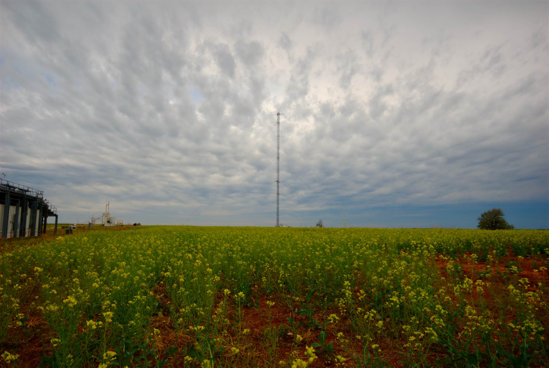 Canola field and 60-meter tower at Southern Great Plains