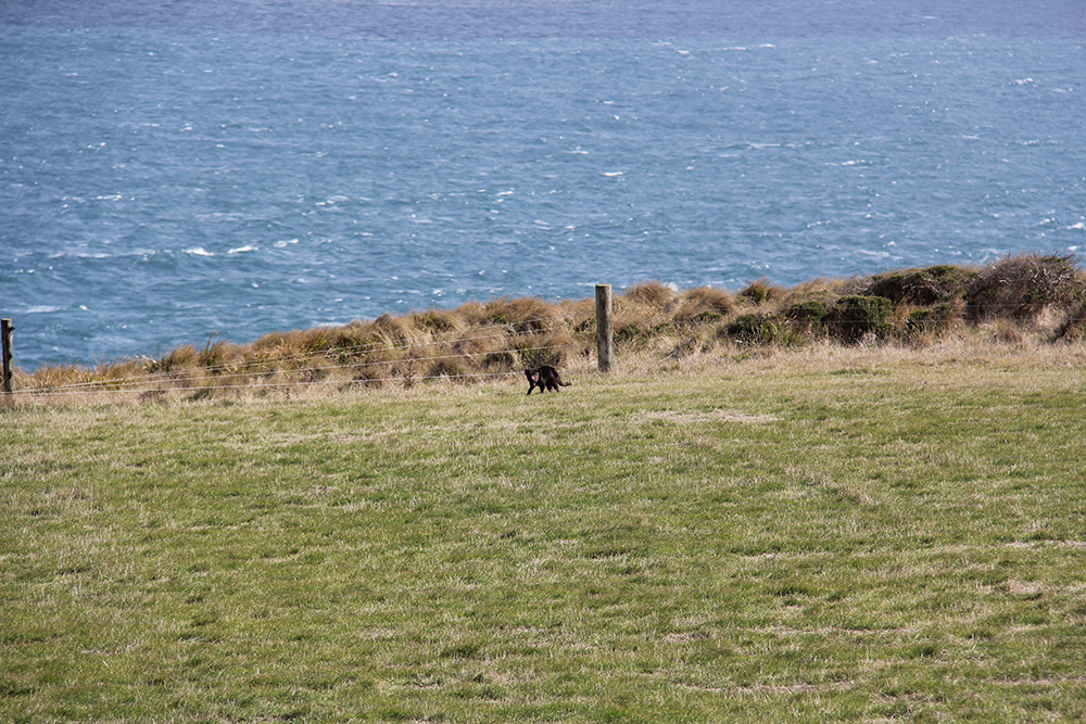 A Tasmanian devil keeps its distance while stopping on grass to look at the CAPE-k site. Photo is by Sophie Schmidt, CSIRO.