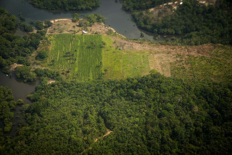 An aerial view of the Amazon