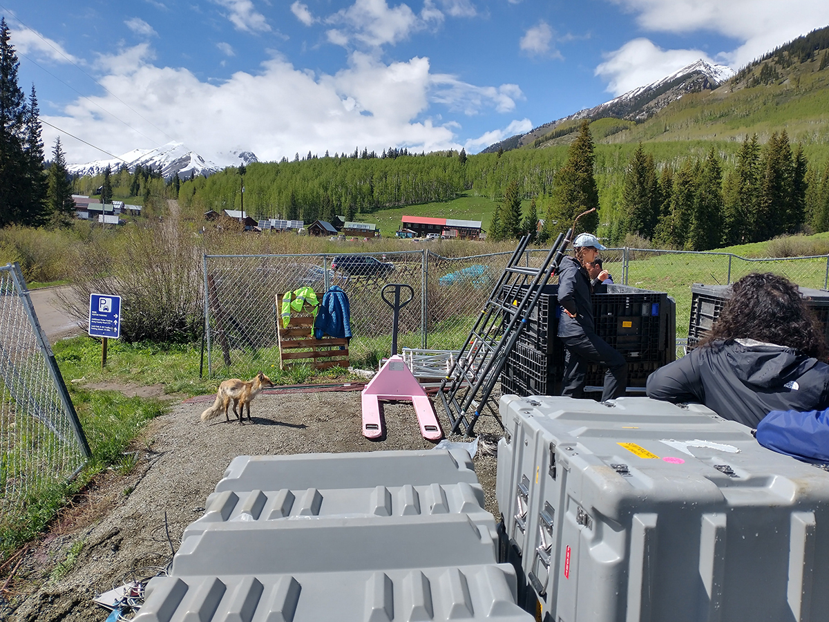 A skinny, light brown fox stands inside a fenced-off area and watches what the technicians are doing.