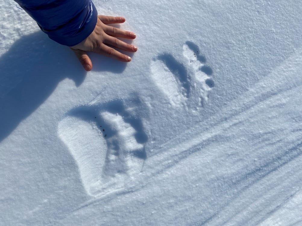 A person puts their hand down next to a pair of polar bear tracks on ice.