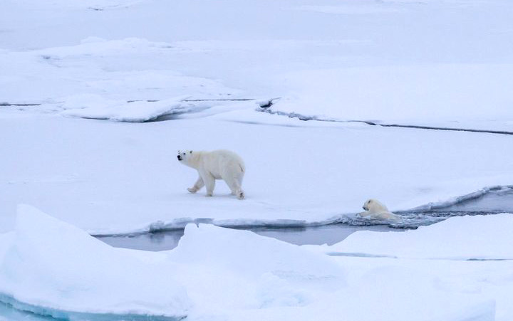 polar bears in the Arctic