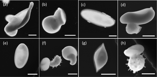 Representative scanning electron microscope images of fungal spores from the Amazon basin